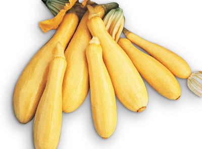 VibeX ® XXL-383 Yellow Summer Squash Superpik F1 Seed(100 per packet)