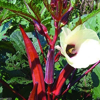 CYBEXIS VVI-38 - RED-OKRA Spineless - (450 Seeds) Seed(450 per packet)