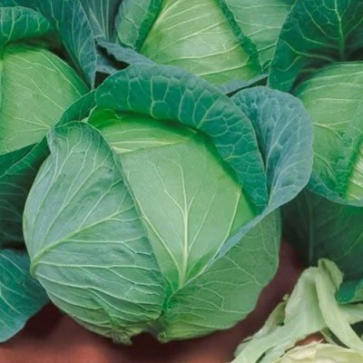 CYBEXIS Fast Germination Best All Purpose Cabbage, Heirloom, Excellent Keeper500 Seeds Seed(500 per packet)