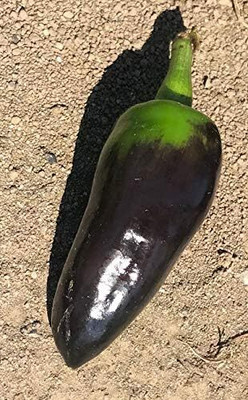 KNESSiN Non GMO Black Jalapeno Pepper Seeds for Terrace Gardening-(1200 Seeds) Seed(1200 per packet)