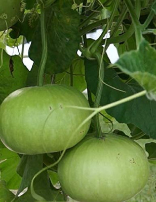 KNESSiN Disease Resistant F1 Round Bottle Gourd Seeds-[100gm] Seed(400 per packet)