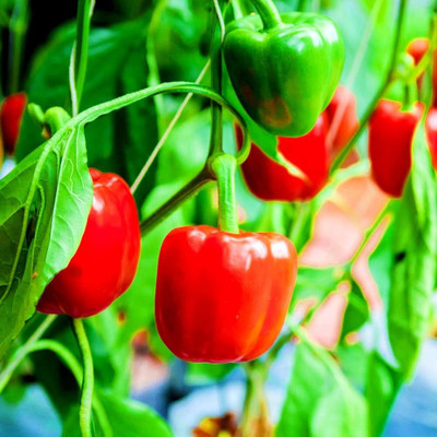 AMAJIT Capsicum Seed,Shimla Mirchi (44) Seed(44 per packet)