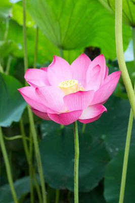 Aam ka beej lotus,kamal gatta Seed(11 per packet)