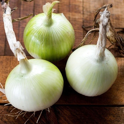 Quentova Onion Seeds - White Grano-VDI-22V Seed(200 per packet)