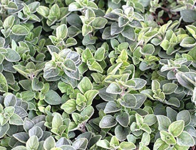 CYBEXIS LX-47 - Greek Oregano (Origanum heracleoticum) - (1350 Seeds) Seed(1350 per packet)