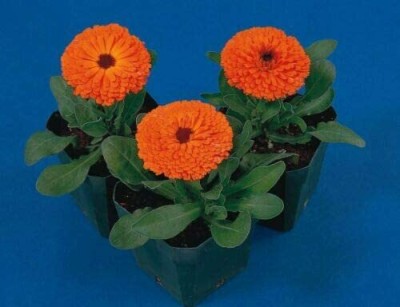 DROXTY ® NBIR-195-Calendula Seeds-100 x Seeds Seed(100 per packet)