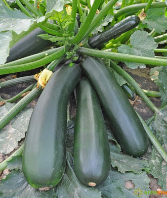 KNESSiN Organic Zucchini Black Beauty Vegetable Seeds For Planting - (100 Seeds) Seed(10 per packet)