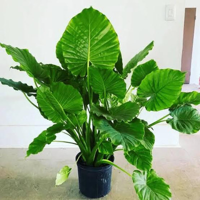 LIFELEX Taro Root Plant Seeds, Arbi Seeds, Kachalu Seed(3 per packet)