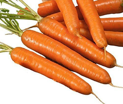 CYBEXIS LX-81 - Bambino Carrot - (250 Seeds) Seed(250 per packet)