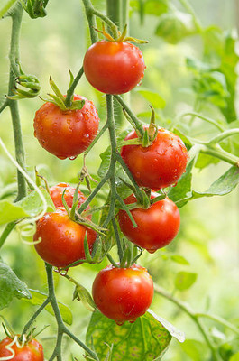 VENUS ONLINE tomato Seed(105 per packet)