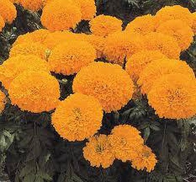 greenfarm XVl- High Yield Marigold Flower Seeds Orange Beauty ( 145 x seeds) M87 Seed(145 per packet)