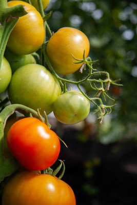 syngenta tomato Seed(100 per packet)