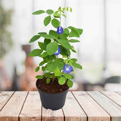 wequality Butterfly pea flower seeds,Aparajita,Clitoria ternatea,Bluebell Vine Flower Seed Seed(25 per packet)