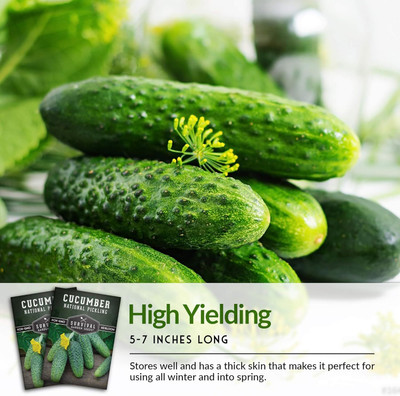 Qualtivate PUAS-5A National Pickling Cucumber Seed Seed(300 per packet)
