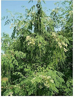 Aywal Drumstick/Sajna Moringa Seed(170 per packet)