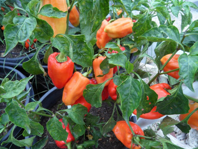 Biosnyg Hybrid PCR Paprika Pepper Seeds For Kitchen Gardening-(400 Seeds) Seed(400 per packet)