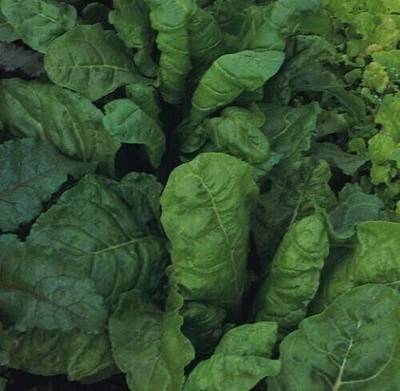 KNESSiN Wafer - Beet Leaf Perpetual Spinach [400 Seeds] Seed(400 per packet)