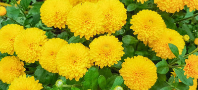 DAYAKISHAN marigold/gende ka phool flower seeds Seed(25 per packet)