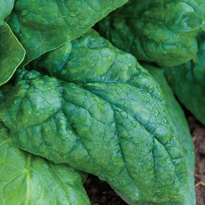 Qualtivate PUA-2A Giant Noble Spinach Seeds Seed(300 per packet)