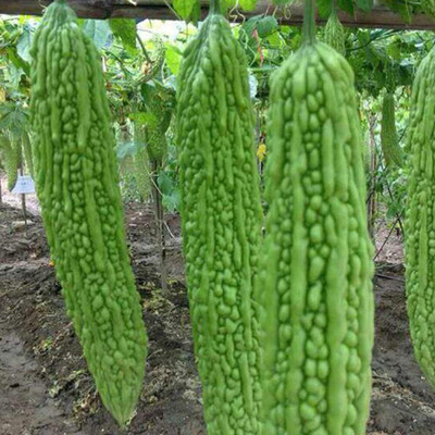 KNESSiN Bitter Gourd Seed(400 per packet)