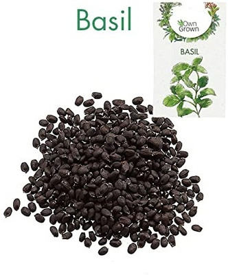 KNESSiN XIV-63 Basil Seed(500 per packet)