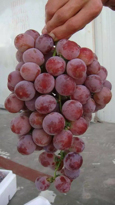 PASCLE Red Globe, Flame Grapes Seed(100 per packet)