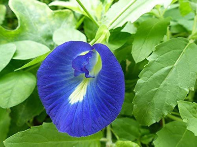CYBEXIS VVI-21 - Clitoria ternatea Blue Butterfly Pea - (100 Seeds) Seed(100 per packet)