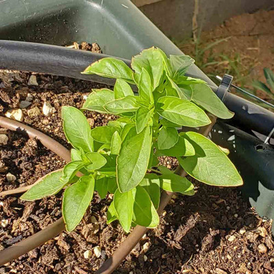 WILLVINE LXI-14 Marseille basil seeds Seed(2000 per packet)