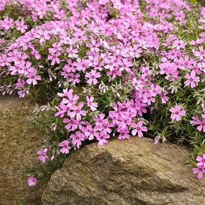 Aywal Gypsophila Gypsy Deep Rose Flower Seed(2 g)