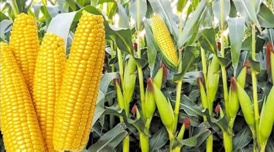 STOKIYA HYBRID 3kg F1 hybrid maize/corn/makka seeds highest yield variety long bhutta Seed(3 kg)