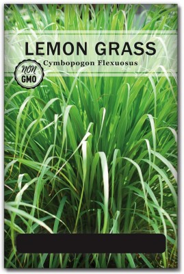 CYBEXIS KGF -3 - Lemongrass Cymbopogon Citratus - (2250 Seeds) Seed(2250 per packet)