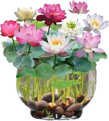 ITI bonsai lotus seeds, kamal flower seeds for all seasons Seed Seed(8 per packet)
