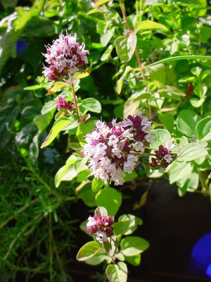 CYBEXIS GBPUT-61 - Oregano - Italian- - (150 Seeds) Seed(150 per packet)