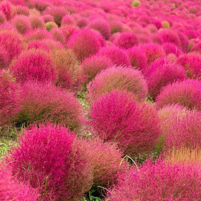 Availstore Fireweed | Organic Fiery Red Shrub Kochia Seed(10 per packet)