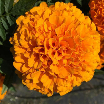 Avysa African Hybrid Marigold (Genda) Seeds Orange Seed(100 per packet)