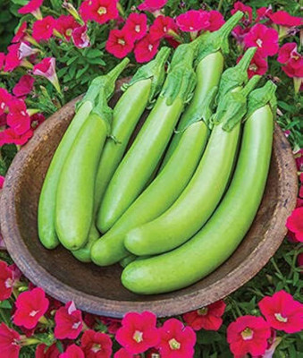 ibains Green long brinjal seeds Seed(400 per packet)
