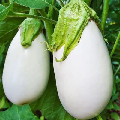KANAYA Brinjal White Round Seed(20 per packet)