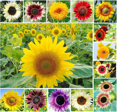 CYBEXIS ATS-50 - Mix Color Sunflower - (150 Seeds) Seed(150 per packet)