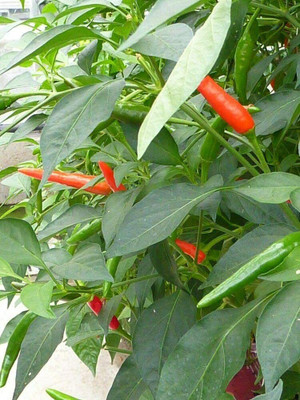CYBEXIS Hybrid Birds Eye (Hot) Chilli Pepper 2400 Seeds Seed(2400 per packet)