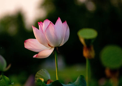 SHIVAKARI lotus,kamal gatta Seed(10 per packet)