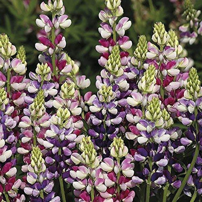Epazo Lupin Mix Dwarf Flower Seed(45 per packet)