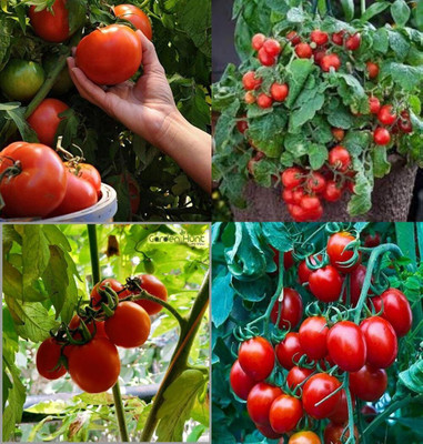 ibains Tree tomato seeds bij 84 Seed(84 per packet)