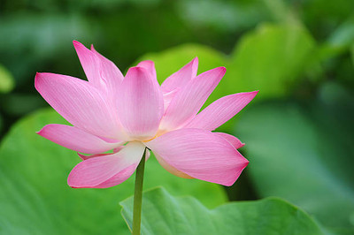 JasBerk lotus,kamal gatta Seed(15 per packet)