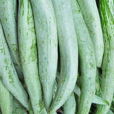 EKAKSHAR High Yield Hybrid Rare Long chichinda Snake Gourd Vegetable 75 Seeds A89 Seed(75 per packet)