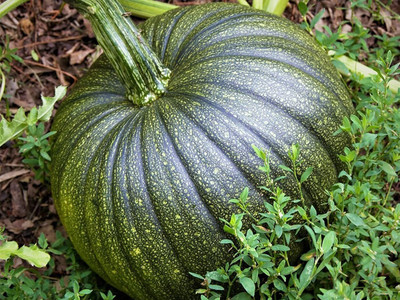 Aywal Biggest Pumpkin Seed(18 per packet)
