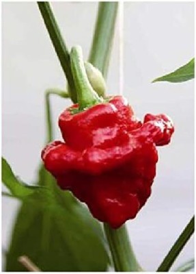 KNESSiN DLX-74 Chilli Pepper Scotch Bonnet Seed(500 per packet)