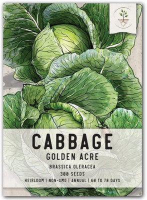 WILLVINE HUA -XI Golden Acre Cabbage Seeds for Planting [1g] Seed(300 per packet)