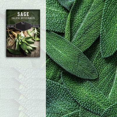 VibeX KGF -88 - Culinary Sage - (150 Seeds) Seed(150 per packet)