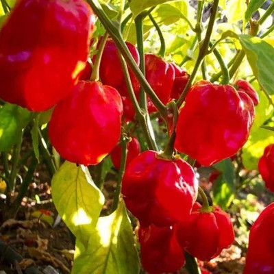 KNESSiN Prolific Chilli Seed(1250 per packet)