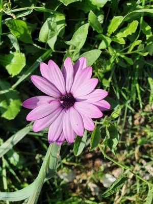 Lorvox African Daisy – Dimorphotheca Mixed Color Flower Seed(50 per packet)